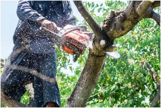 tree services Fielding